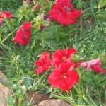 Hope for Life, Winterveld, Archdiocese of Pretoria